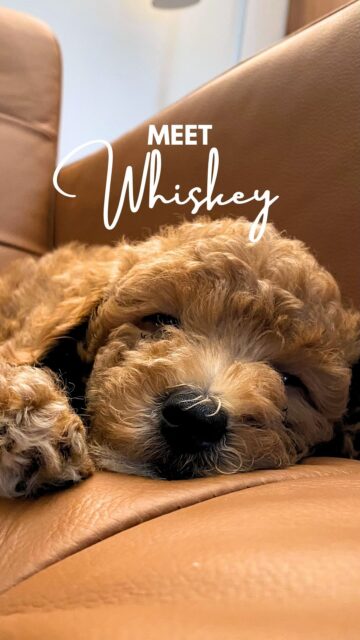 If you need us, we’ll just be over here filling our camera rolls with all things Whiskey & her big brother Buster for the next few months 😍

How she got her name: going to bourbon distilleries & testing different bourbons is one of our favorite hobbies, & one day months ago we both agreed Whiskey would be a great name for a dog. My aunt also pointed out that Whiskey matches her fur color!

Since Sammie passed away 2 years ago it’s been hard for me to open my heart to another pup, but we really want our baby to grow with a dog and for Buster to have a friend.

It’s been really sweet seeing us both easily fall into being puppy parents again: our hearts hurting when she whines overnight in the crate, cheering crazy when she pees outside like a big girl like our favorite team won the big game, & putting on proud faces when she chases us/Buster around the house or finds her own water bowl or picks up a toy on her own 🥹🩷

It hasn’t even been 24 hours & sweet baby girl, we’re already in love with you & watching you grow & learn! Can’t wait to see you with your human sibling in a few short months 🐶👯‍♀️
#dogparents #puppyparents #goldendoodlepuppies